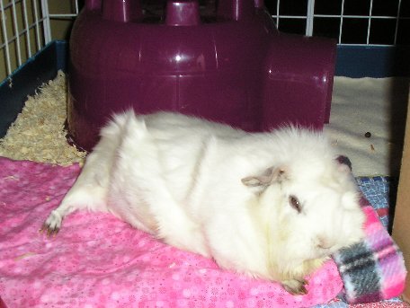 guinea pig sleeping