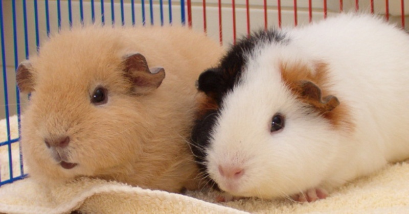 This is Floopy, Kooky, Bibi and Lil Druppy they are Rex/Teddy Guinea Pig.